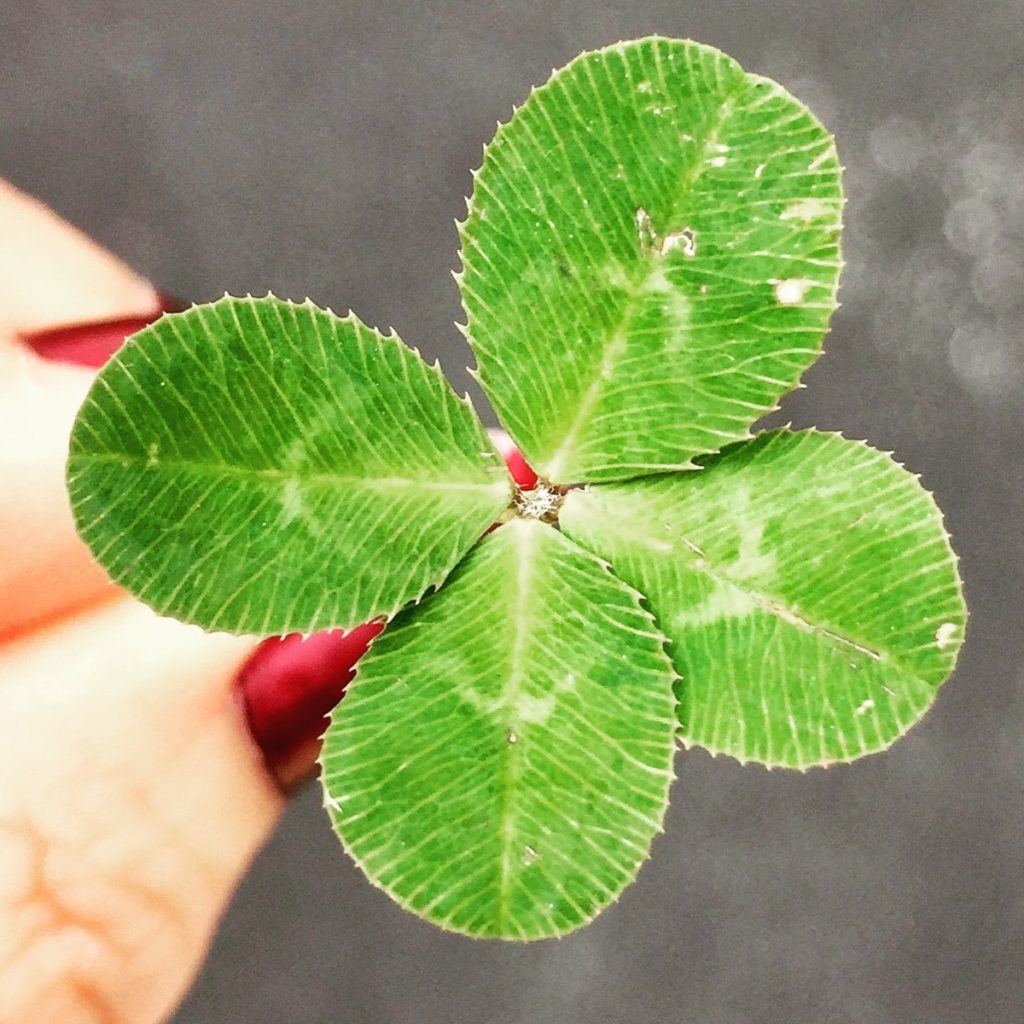 Vier Blätter des Glücks!